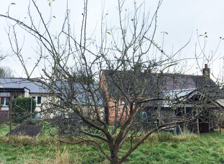The Fruitful Branch The Fruit Tree Specialist